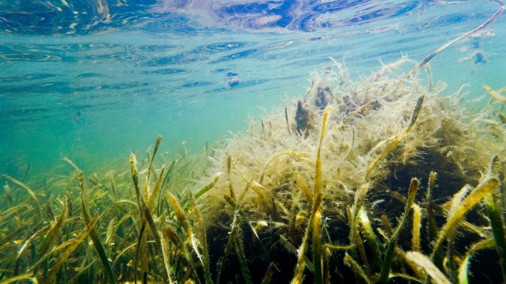 How To Treat Seaweed Allergy Rash