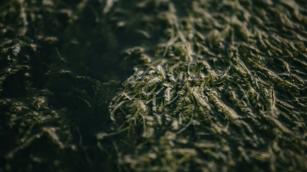 Is Eating Seaweed Everyday Bad For You