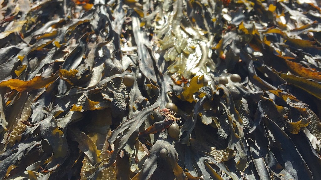 How To Prepare Korean Salted Seaweed