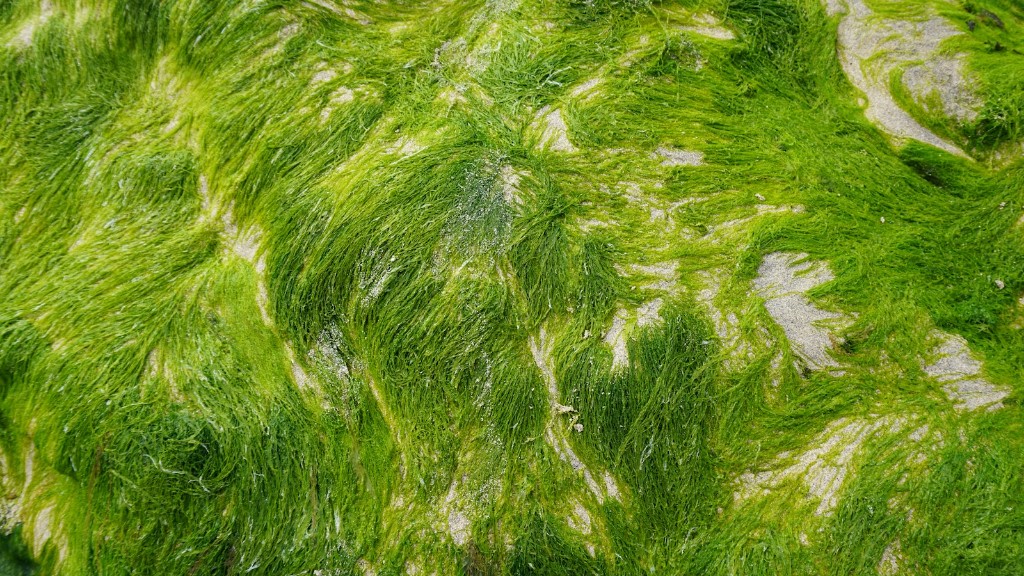 How To Treat Seaweed Allergy Rash