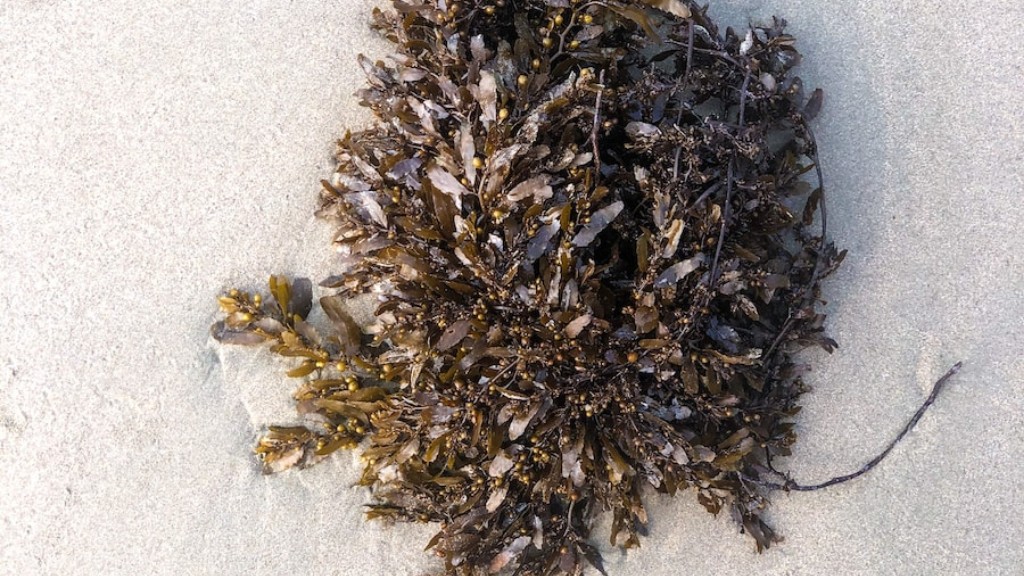 How To Dry Seaweed For Decoration