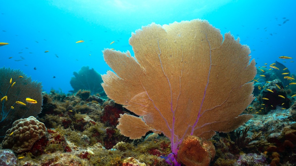 Sea Sponges: A Brief History