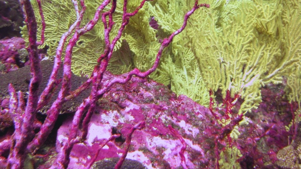 How Does A Sea Sponge Obtain Nutrients